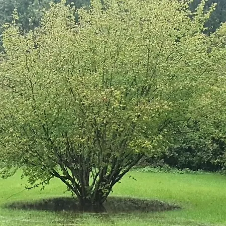 Garden Cloud 7 * Schillig